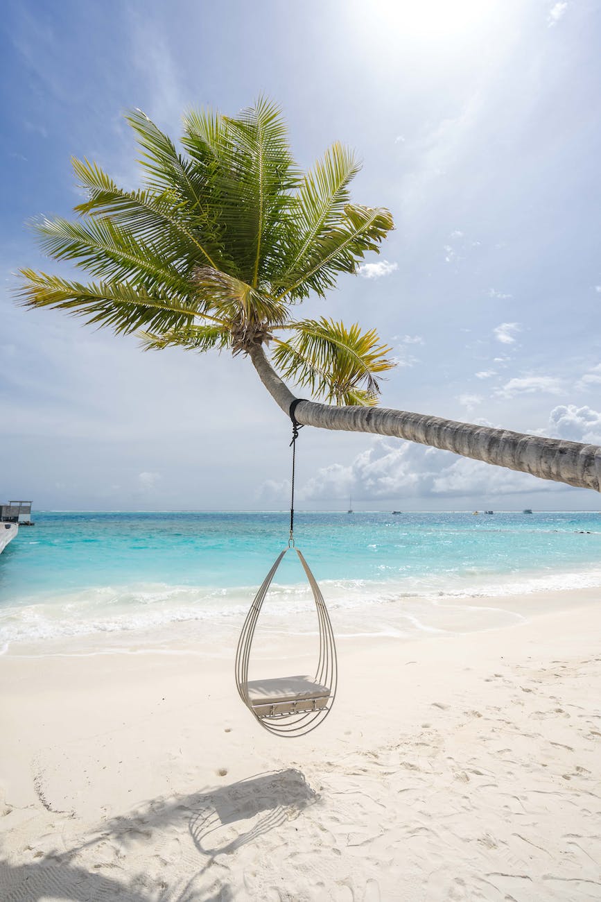 a swing hanging on a palm tree